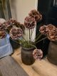 Kunsttak scabiosa